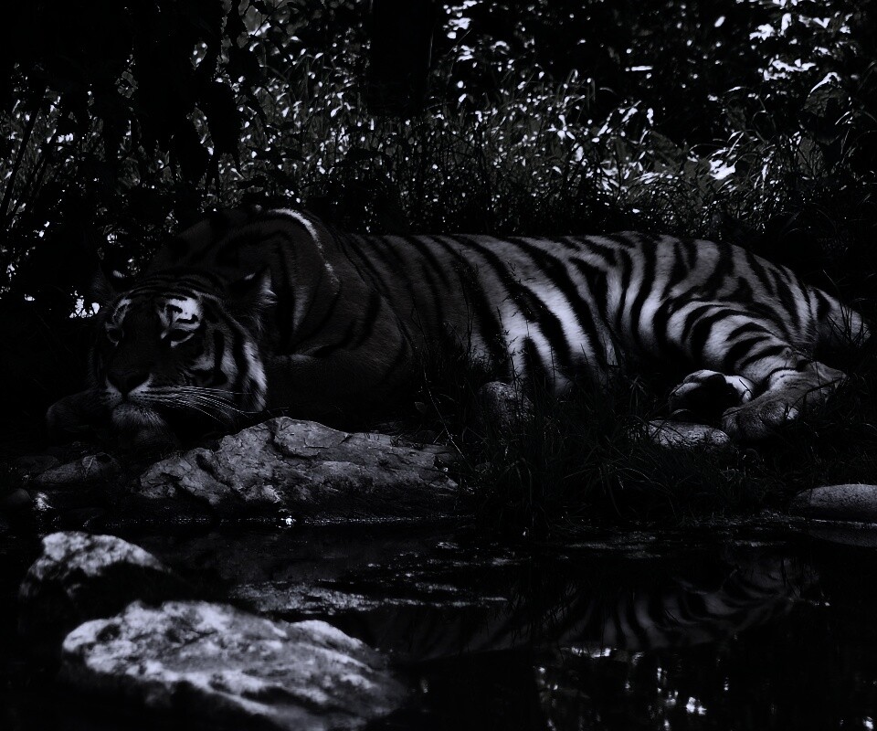 Тигр отдыхает обои