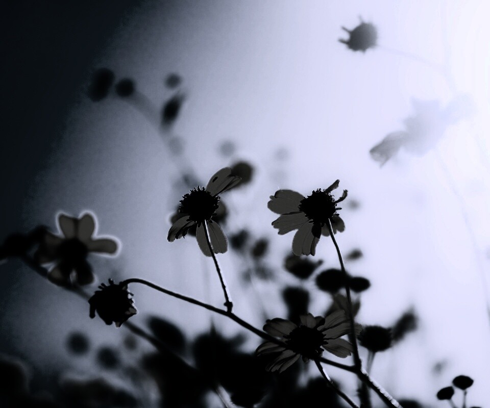 Жёлтые цветочки обои