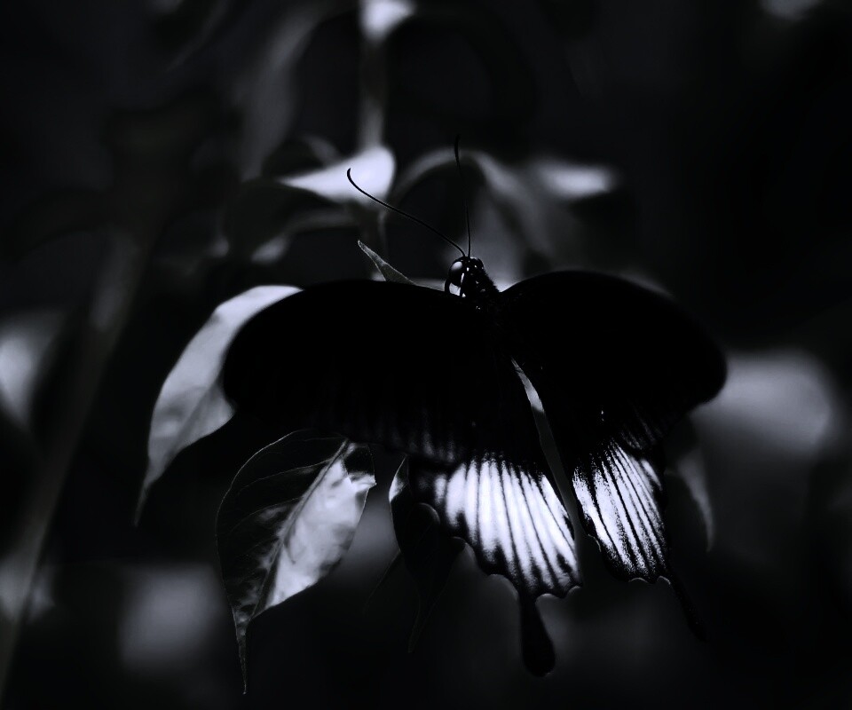 Бабочка с чёрно-белыми крыльями обои