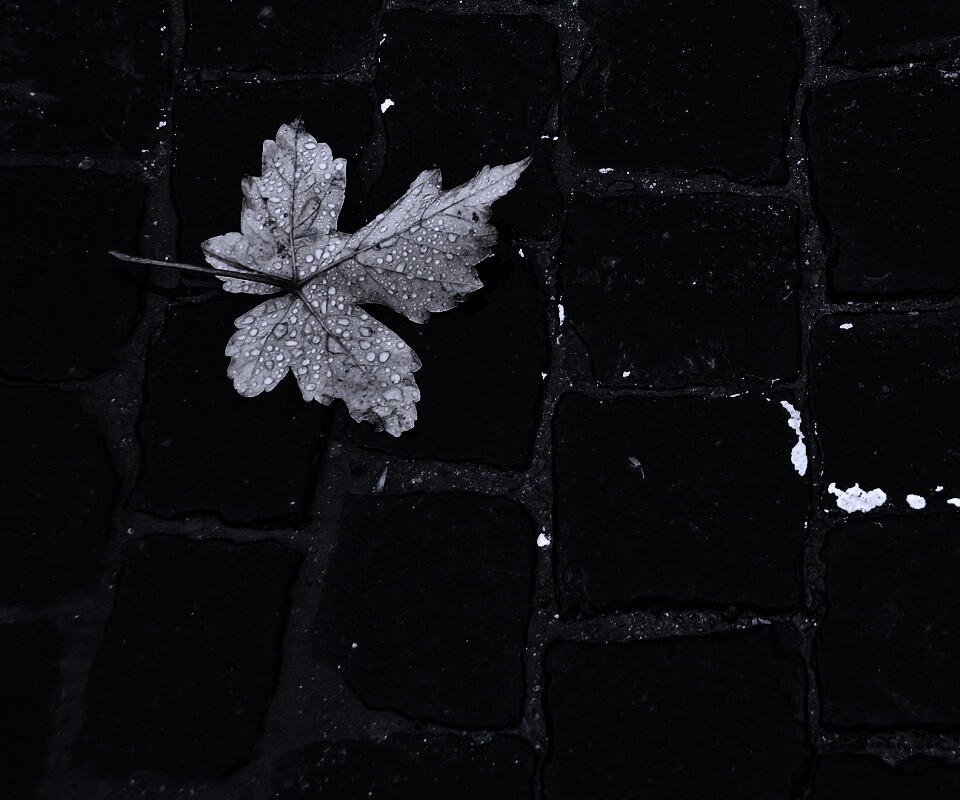 Упавший лист на мостовой обои