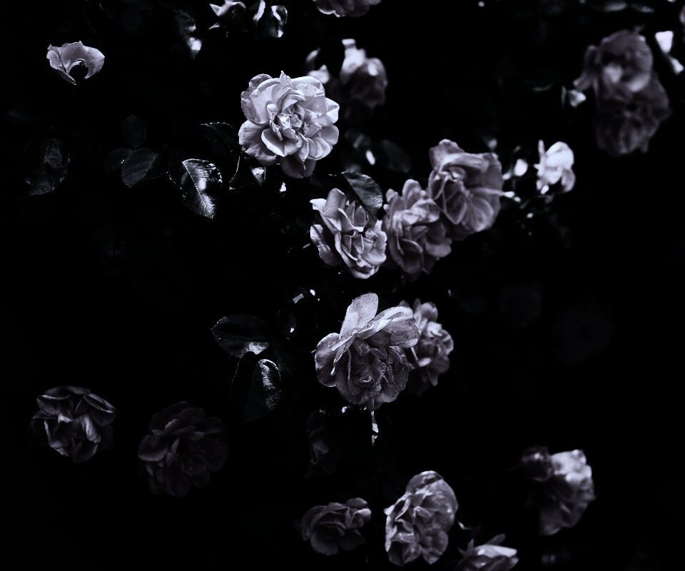 Розовый куст обои