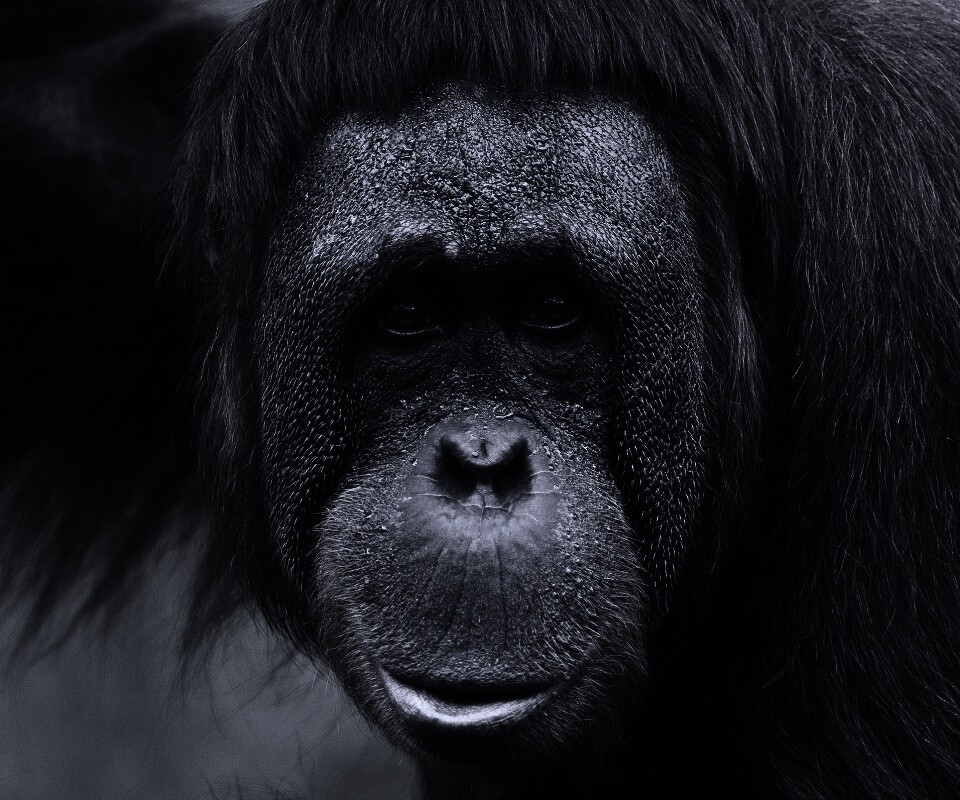 Орангутан обои