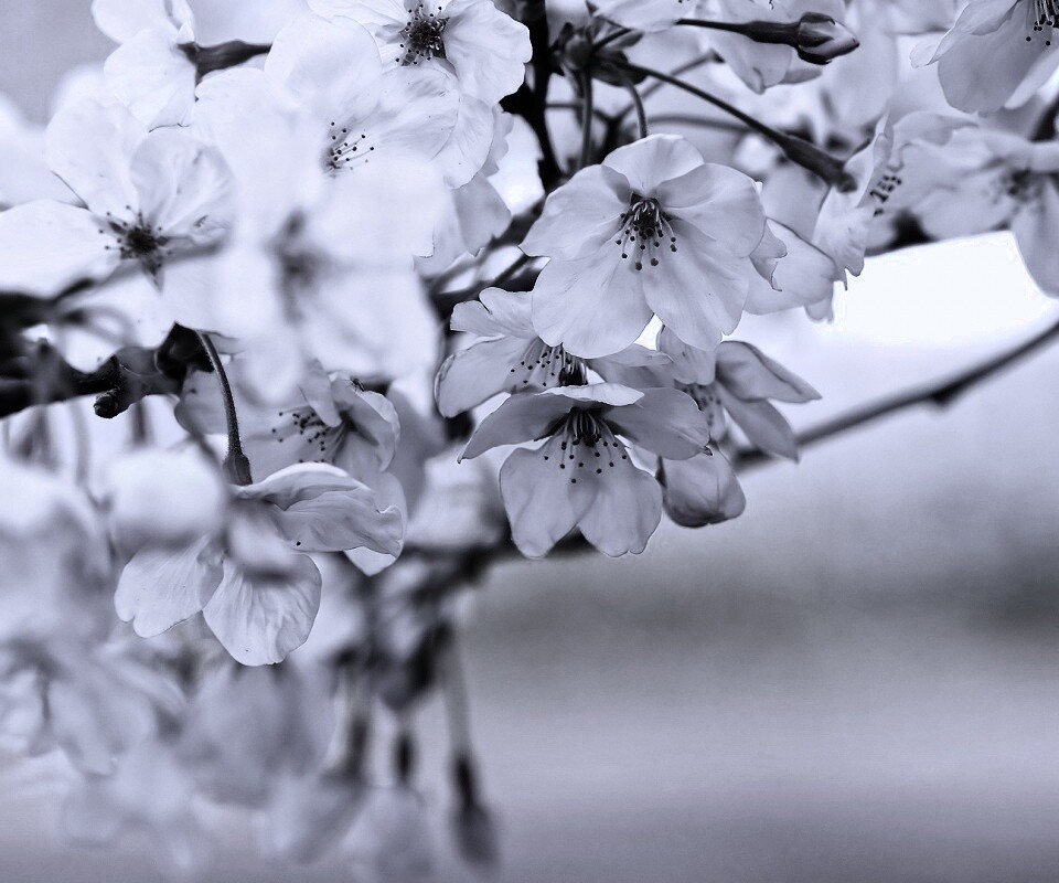 Цветение вишни обои