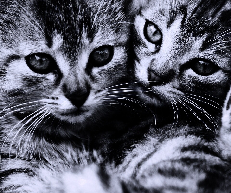 Котята в обнимку обои