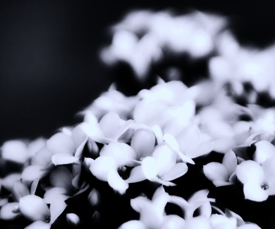 Белоснежные цветочки обои