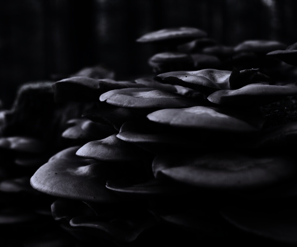 Лесные грибы на пне обои