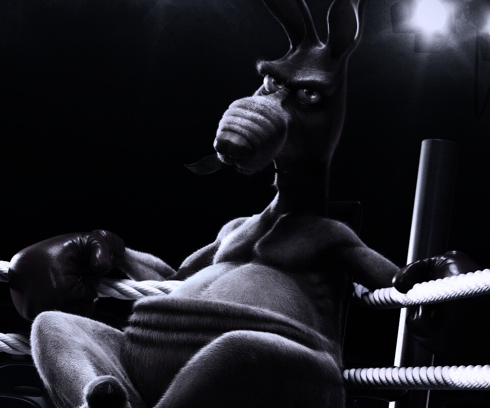 Кенгуру-боксер на ринге обои