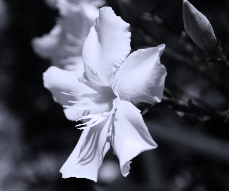 Эухарис, амазонская лилия обои