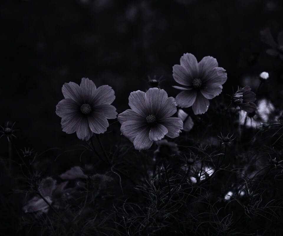 Яркие розовые цветы обои