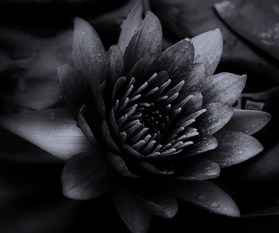 Кувшинка обои