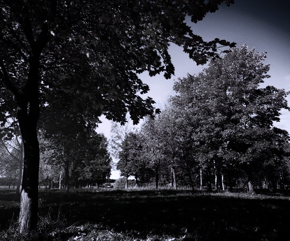 Осень в лесу обои