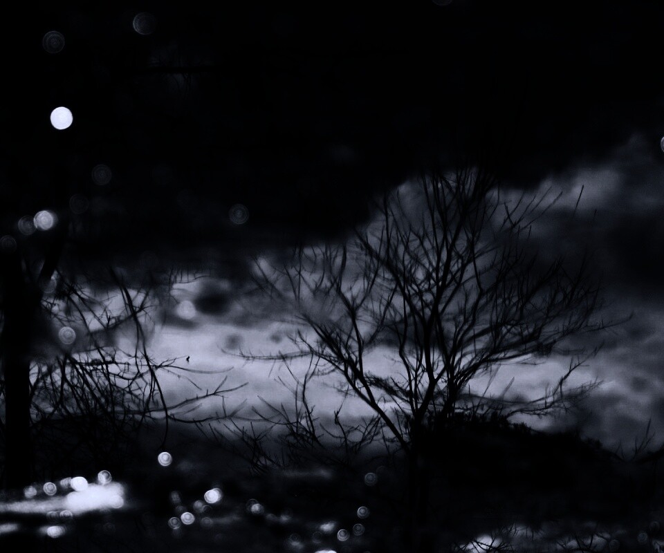 Голые деревья обои