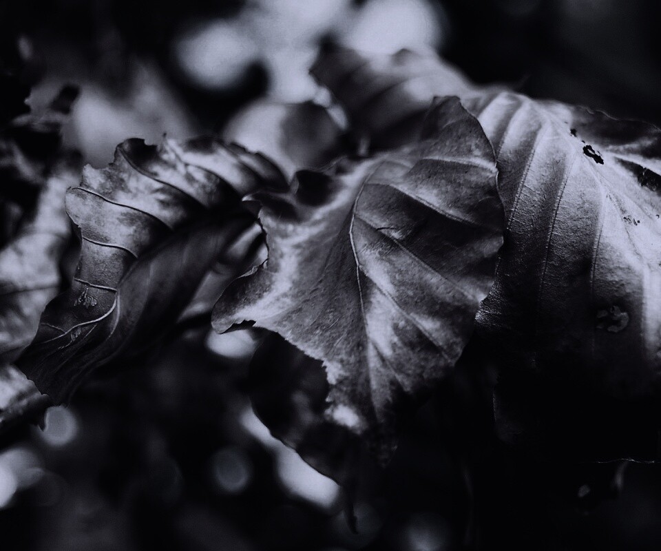 Засохший лист обои