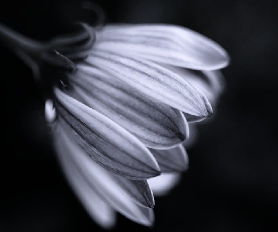 Нежно-фиолетовый цветок обои