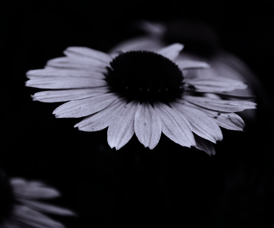 Розовый цветок обои