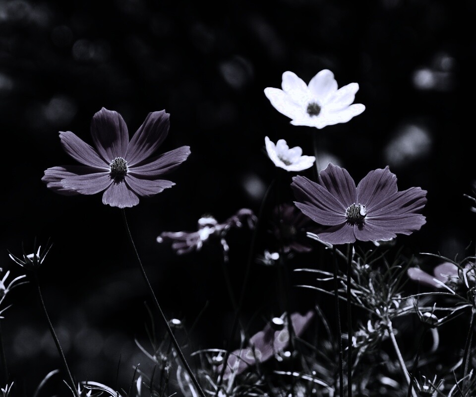 Белые и розовые цветочки обои