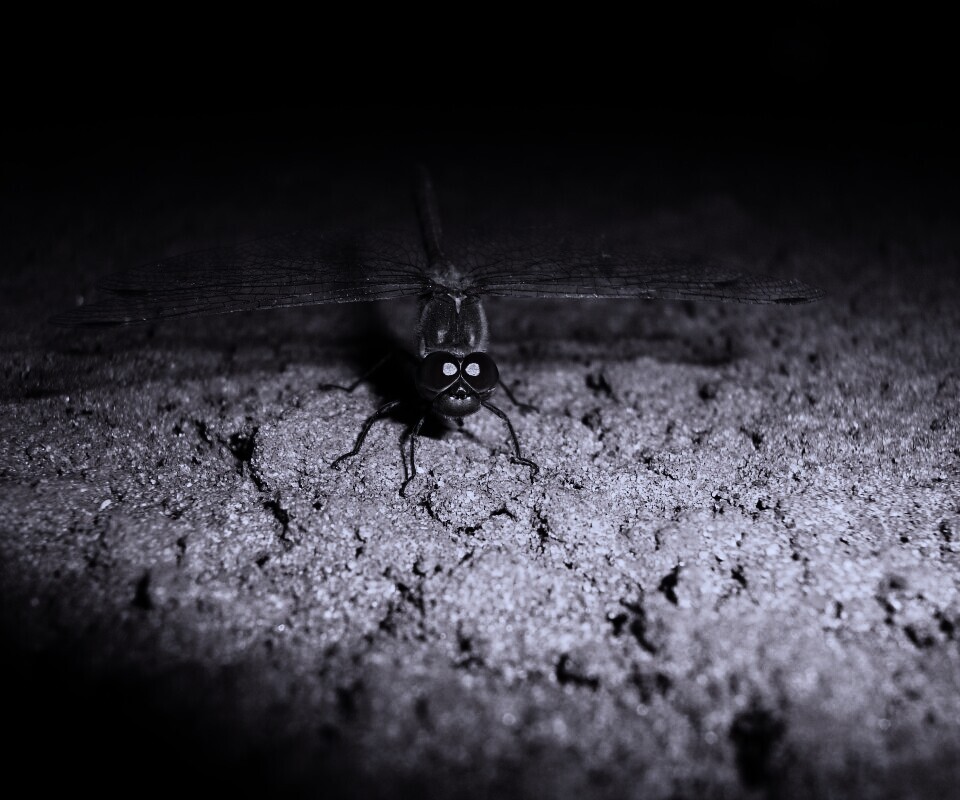 Стрекоза обои