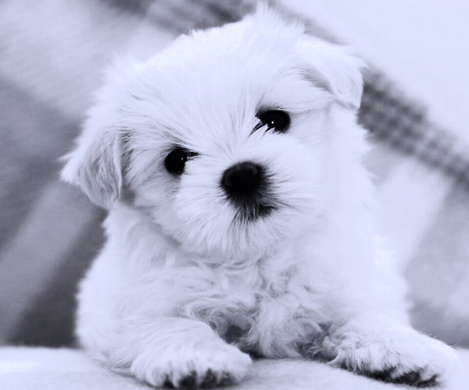 Щенок мальтийской болонки обои