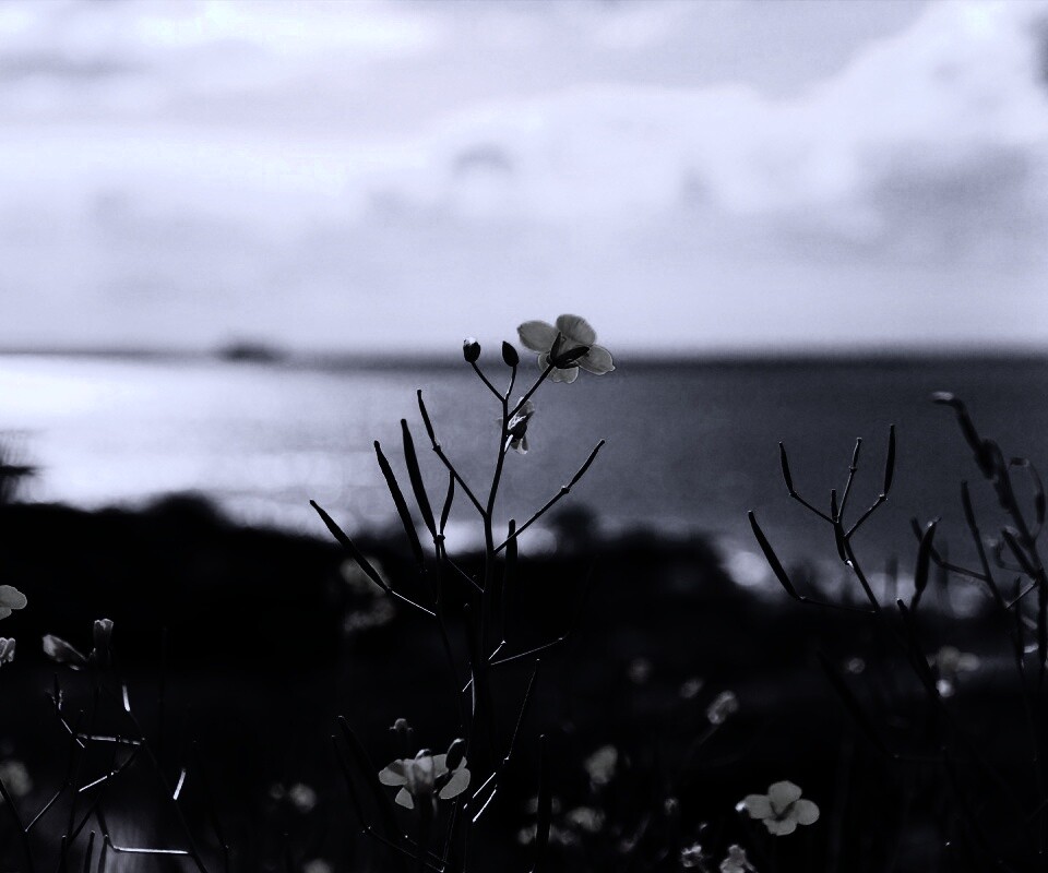 Мелкие жёлтые цветы обои