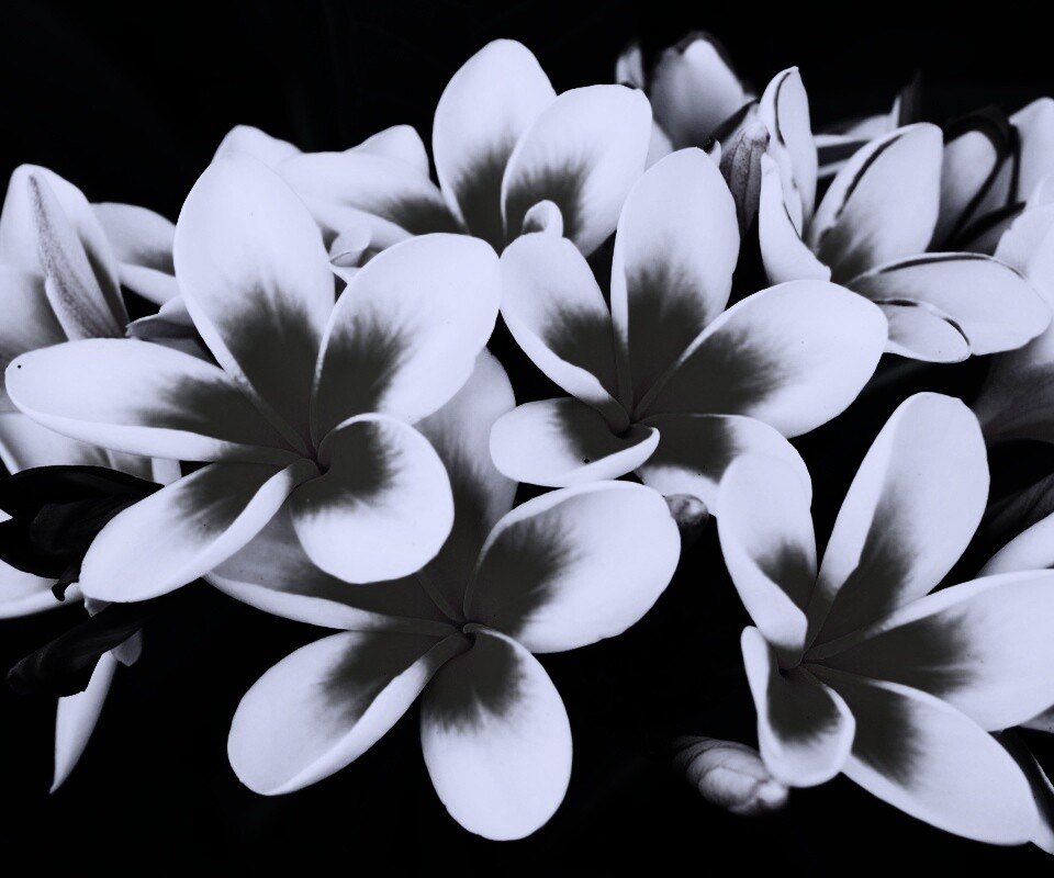 Прекрасные цветы обои