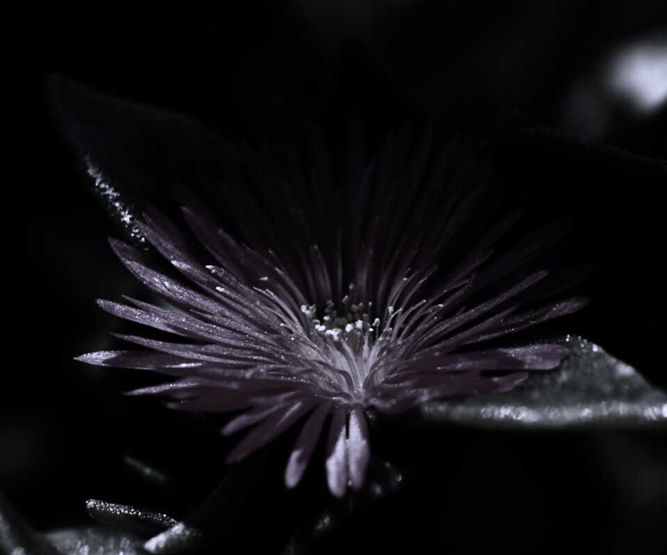 Чудесный цветок обои