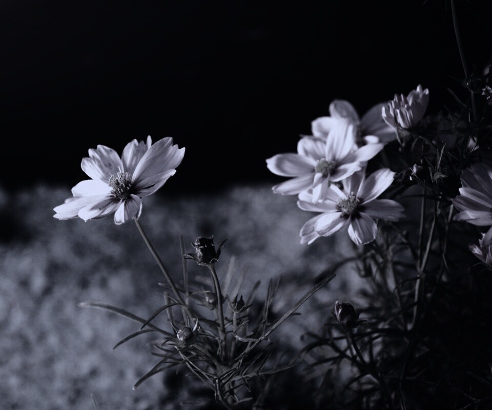 Полевой цветок обои