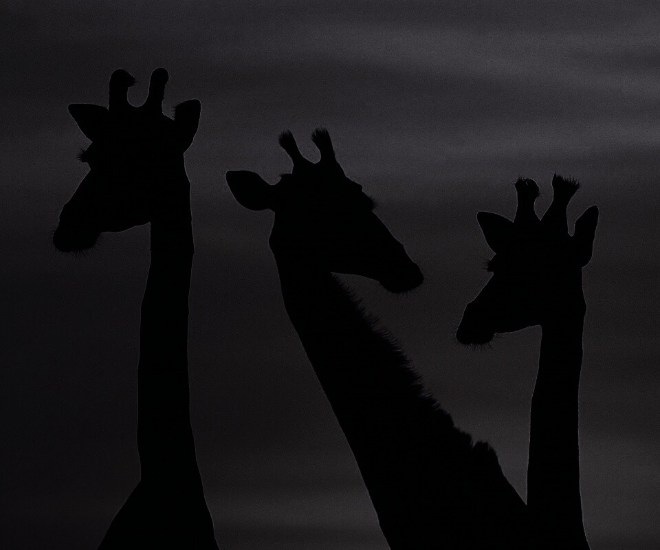 Три силуэта жирафов на фоне неба обои