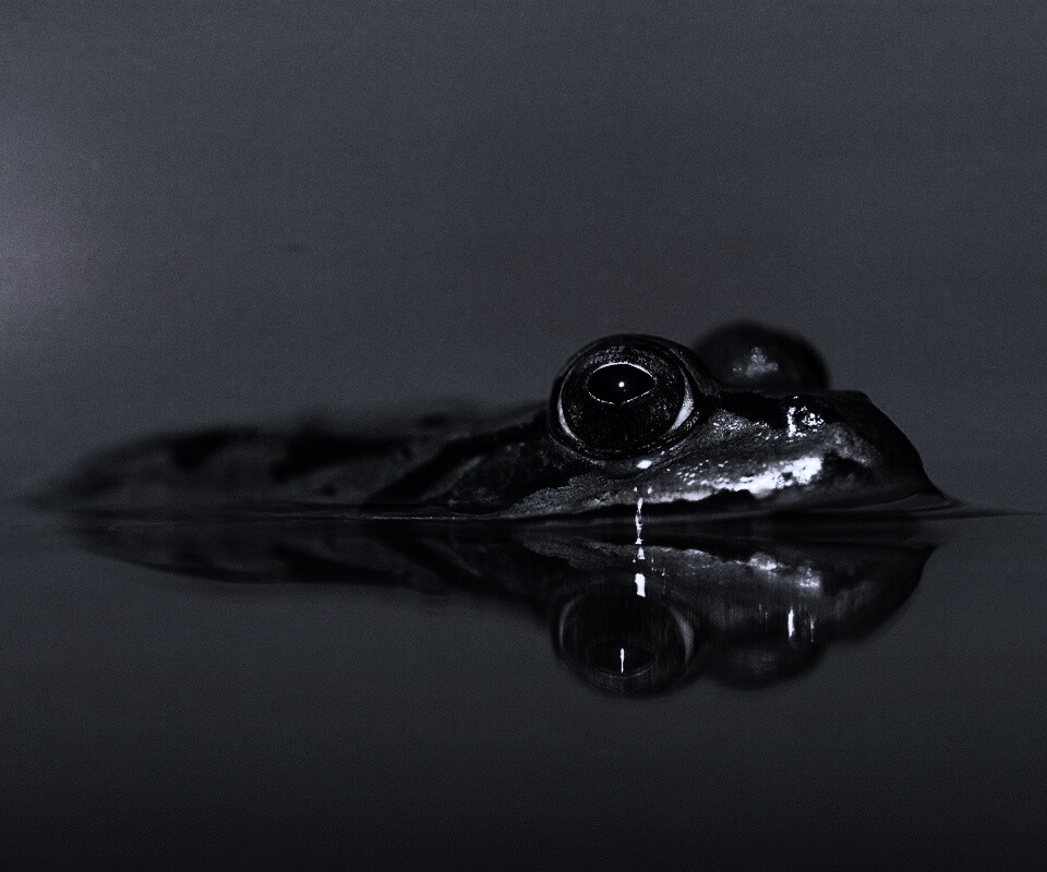 Лягушка обои