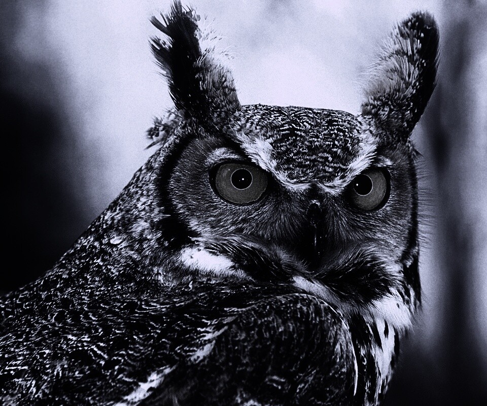 Орлиная сова обои