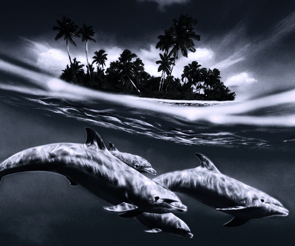 Остров дельфинов обои