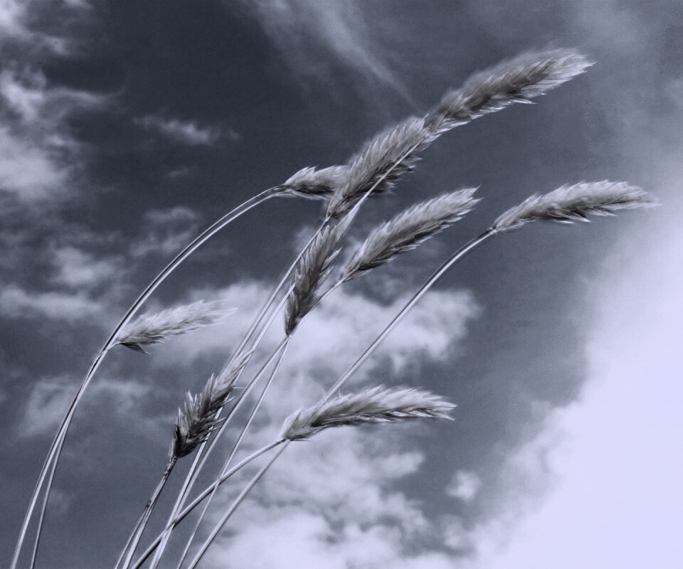 Колосья обои