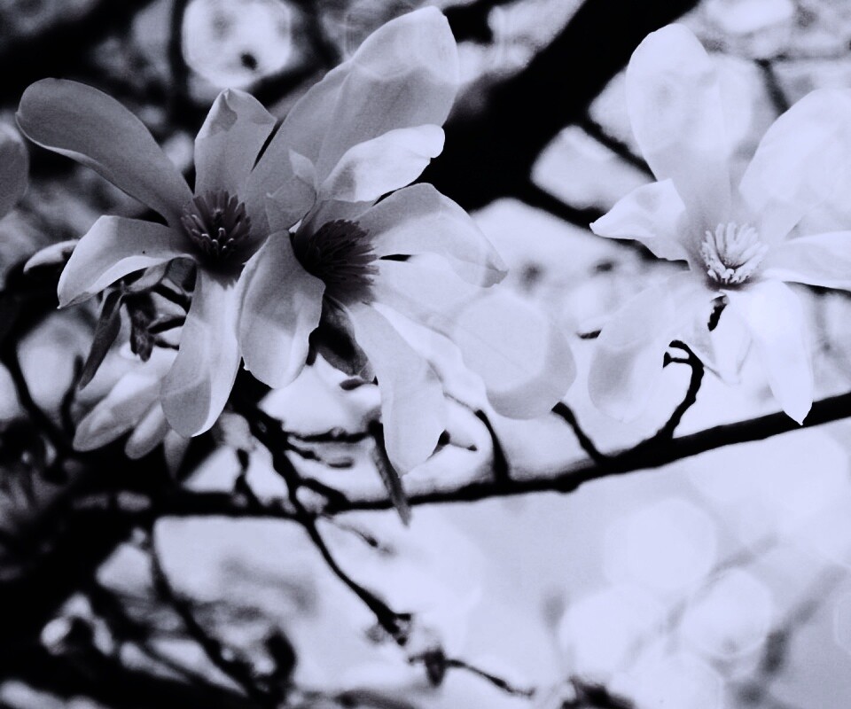 Цветы вишневого дерева обои