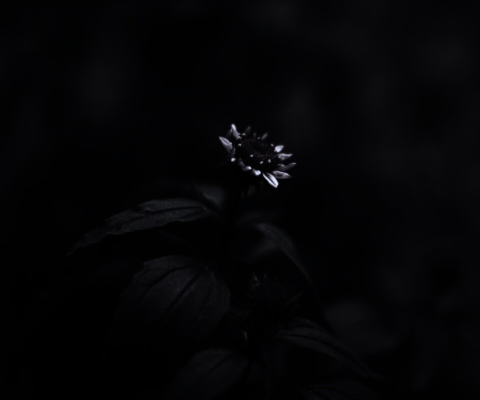 Фотография цветка обои