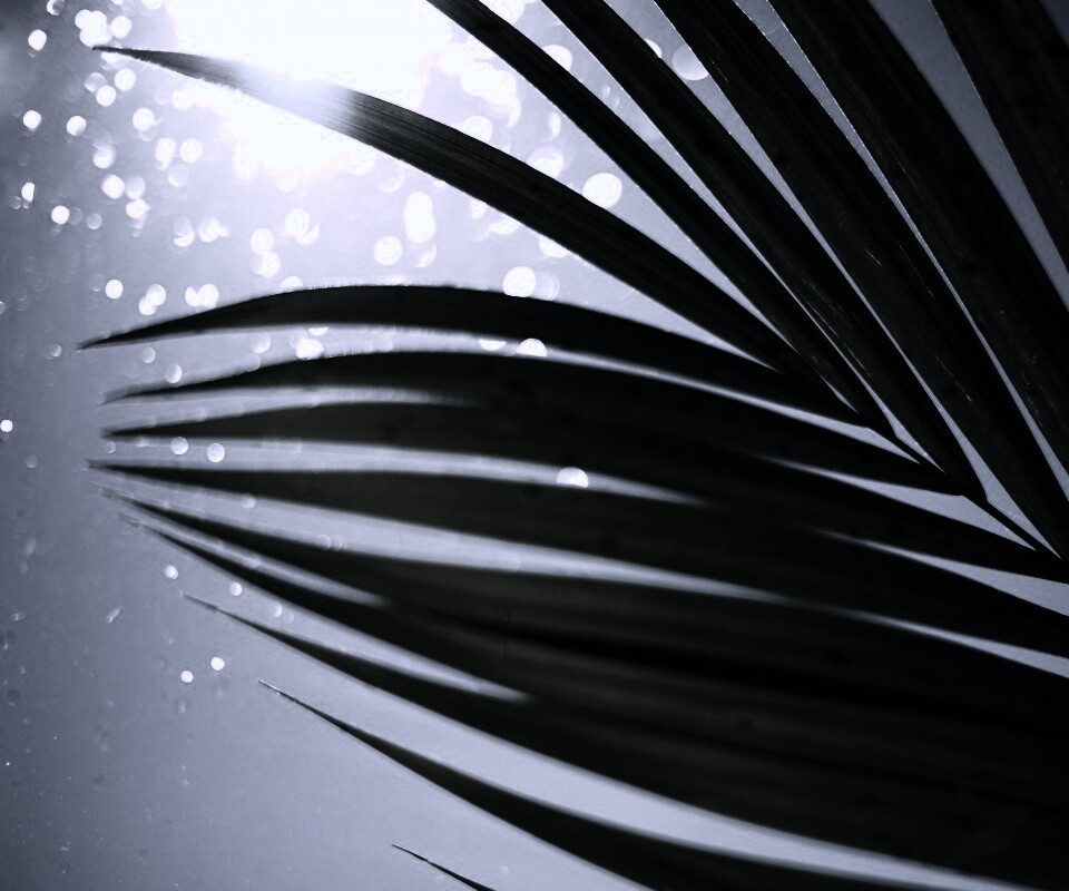 Солнце просвечивает сквозь пальмовый лист обои