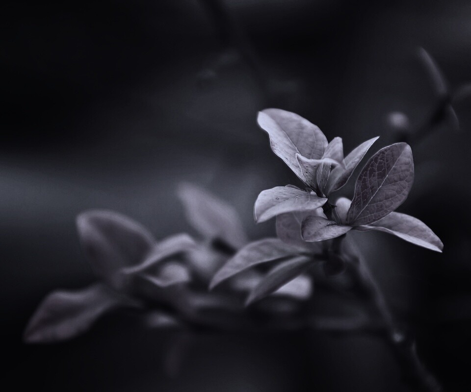 Красные листья на ветке обои