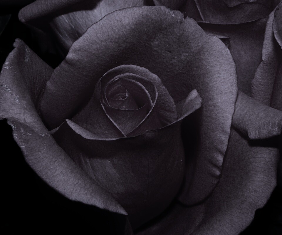 Бутон розы обои