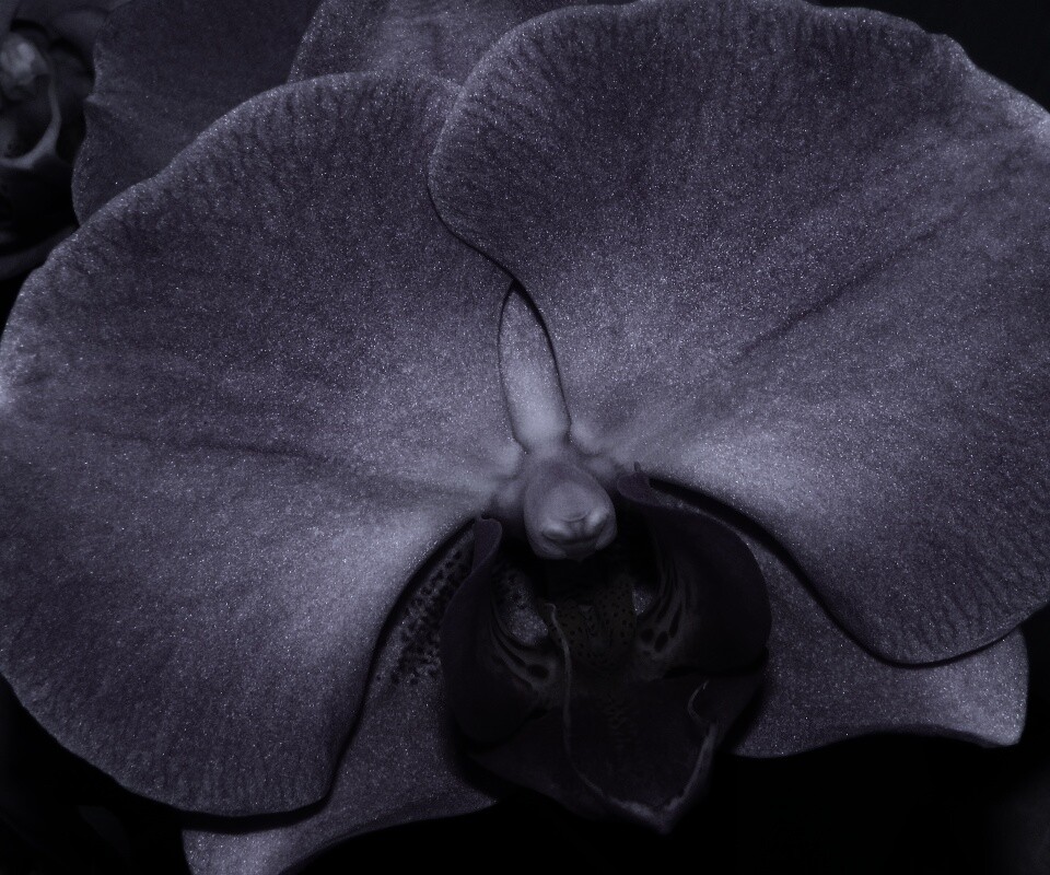 Фиолетовая орхидея обои