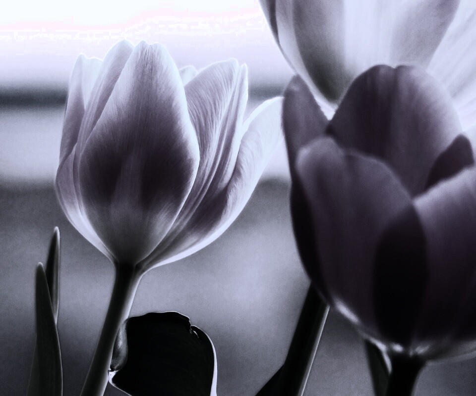 Тюльпаны обои