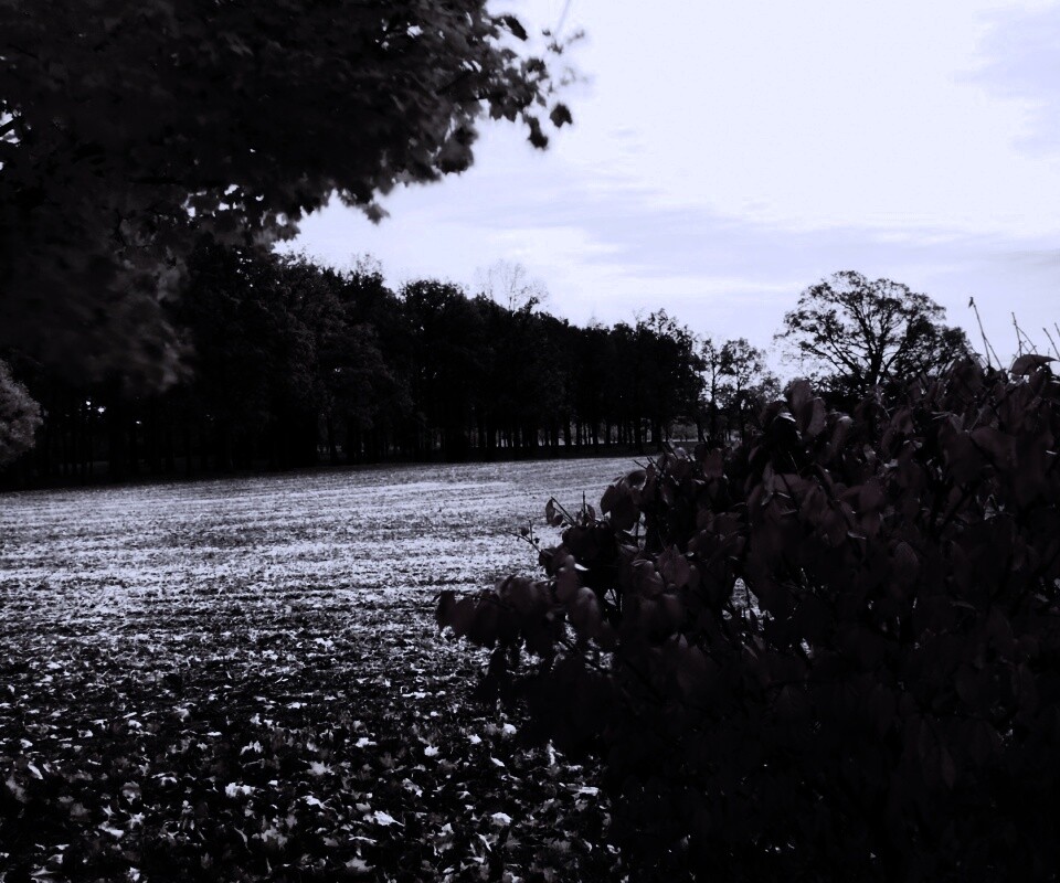 Осенний парк обои