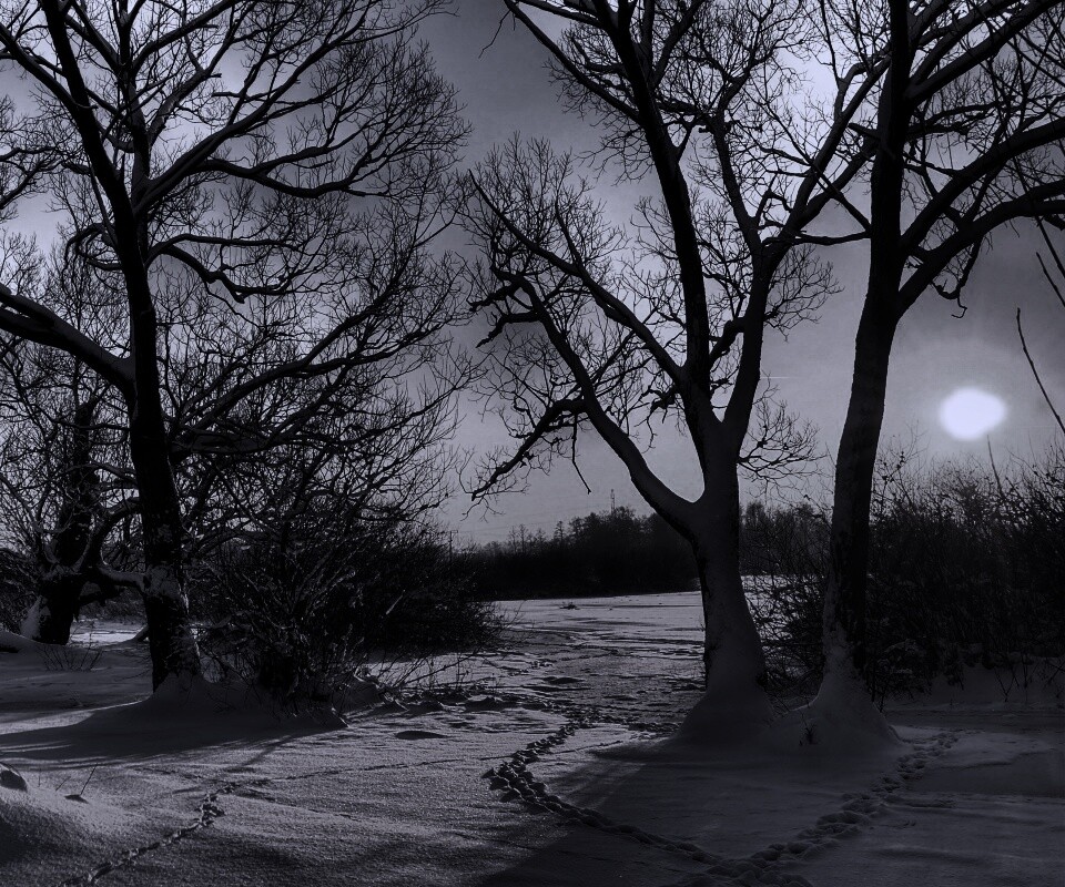 Солнечный свет в зимнем лесу обои