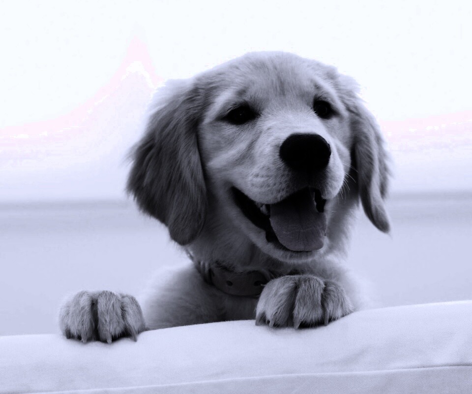 Щенок голден ретривера обои