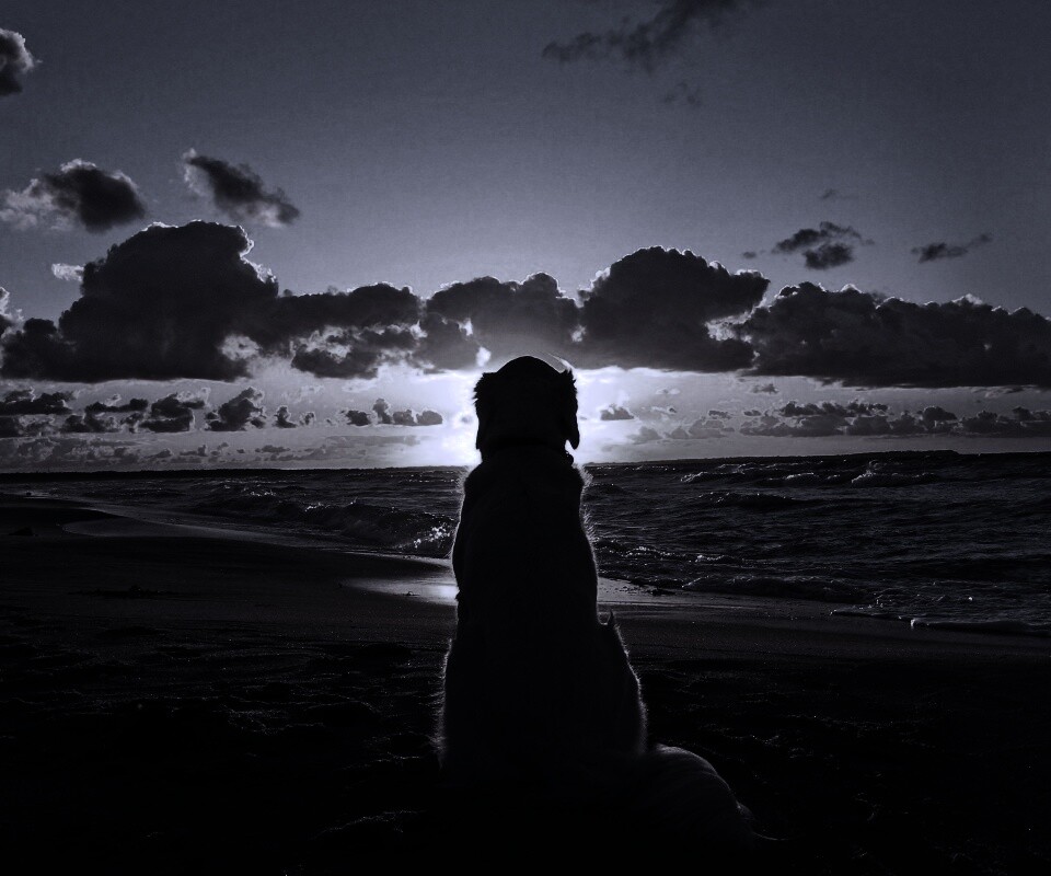 Собака наблюдающая закат на пляже обои