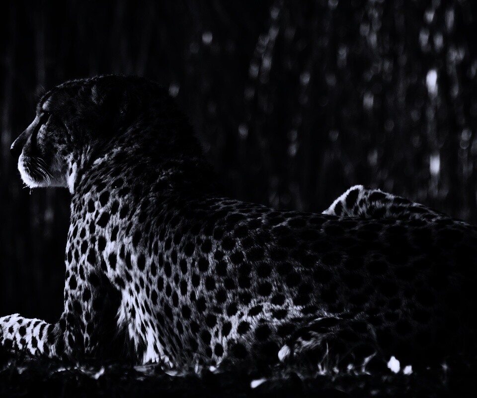 Гепард обои