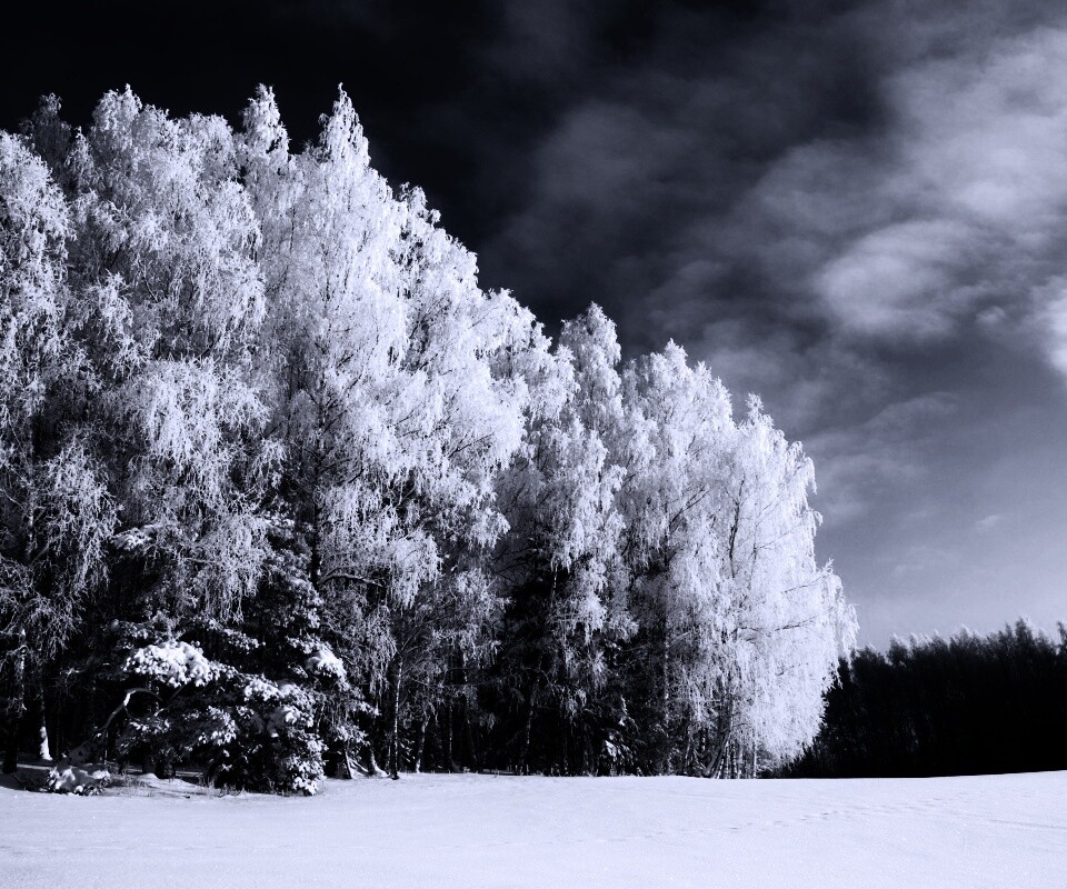 Заснеженные деревья обои