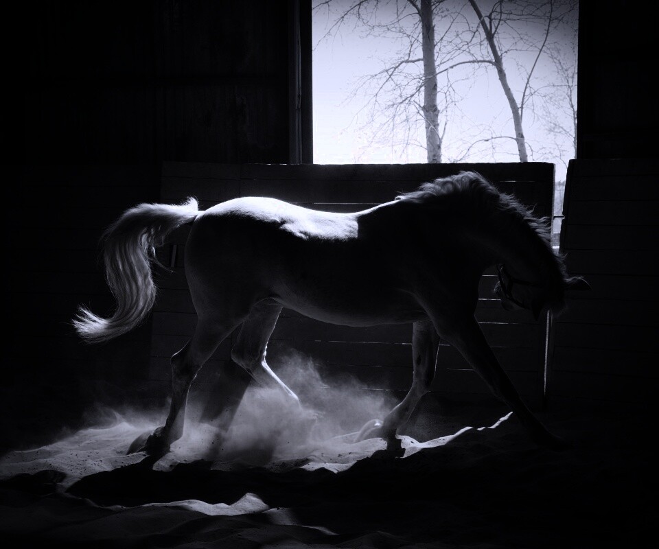 Белая лошадь в загоне обои