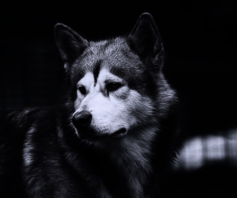 Собака с грустным взглядом обои