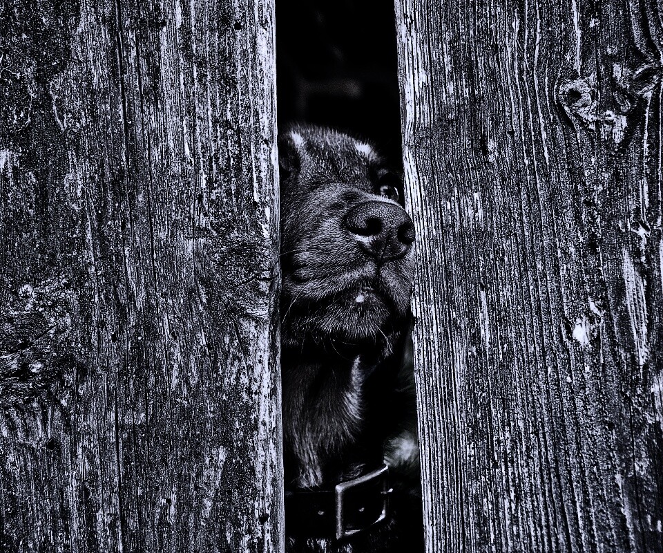 Собака выглядывает из-за забора обои