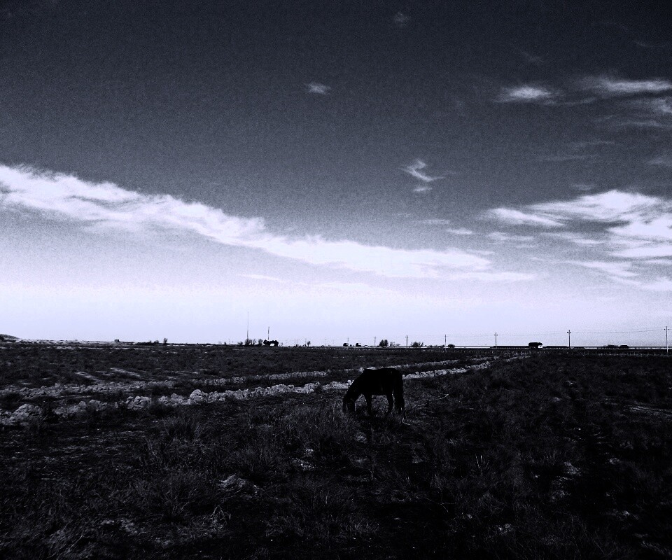 Лошадь пасётся обои