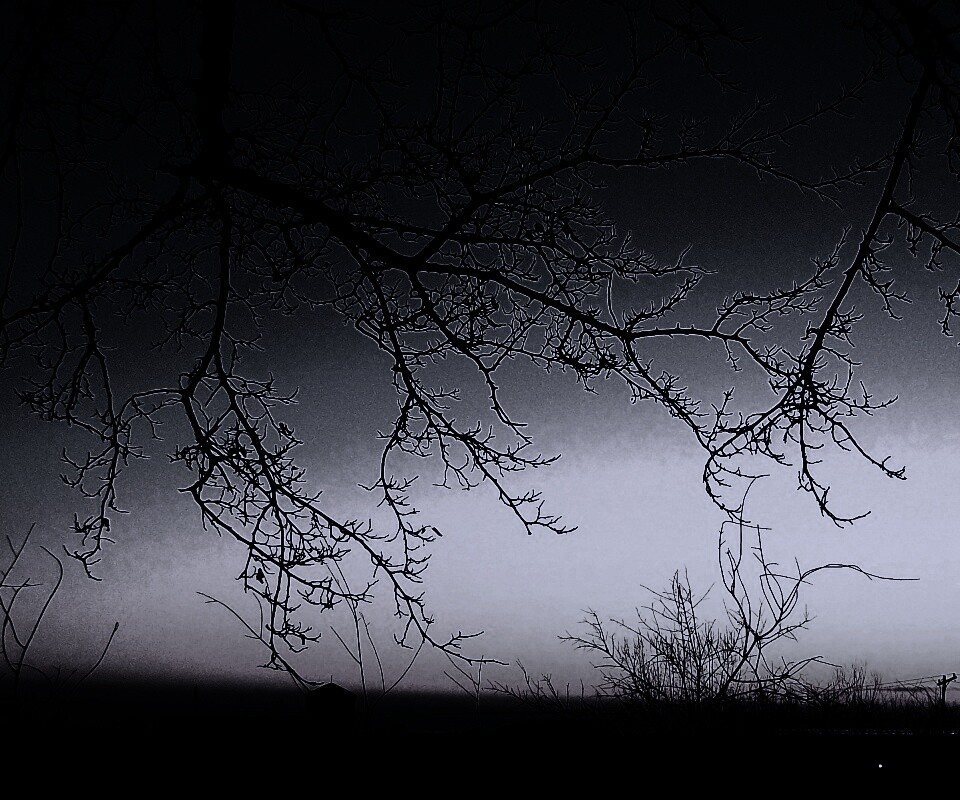 Закат сквозь ветки деревьев обои