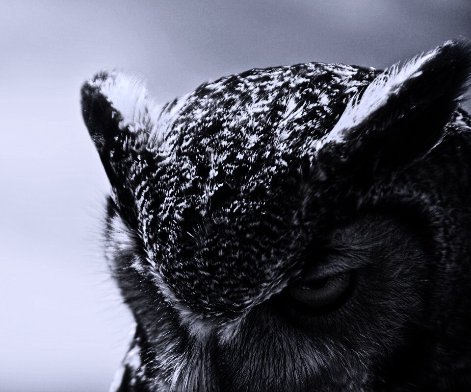 Злая сова обои